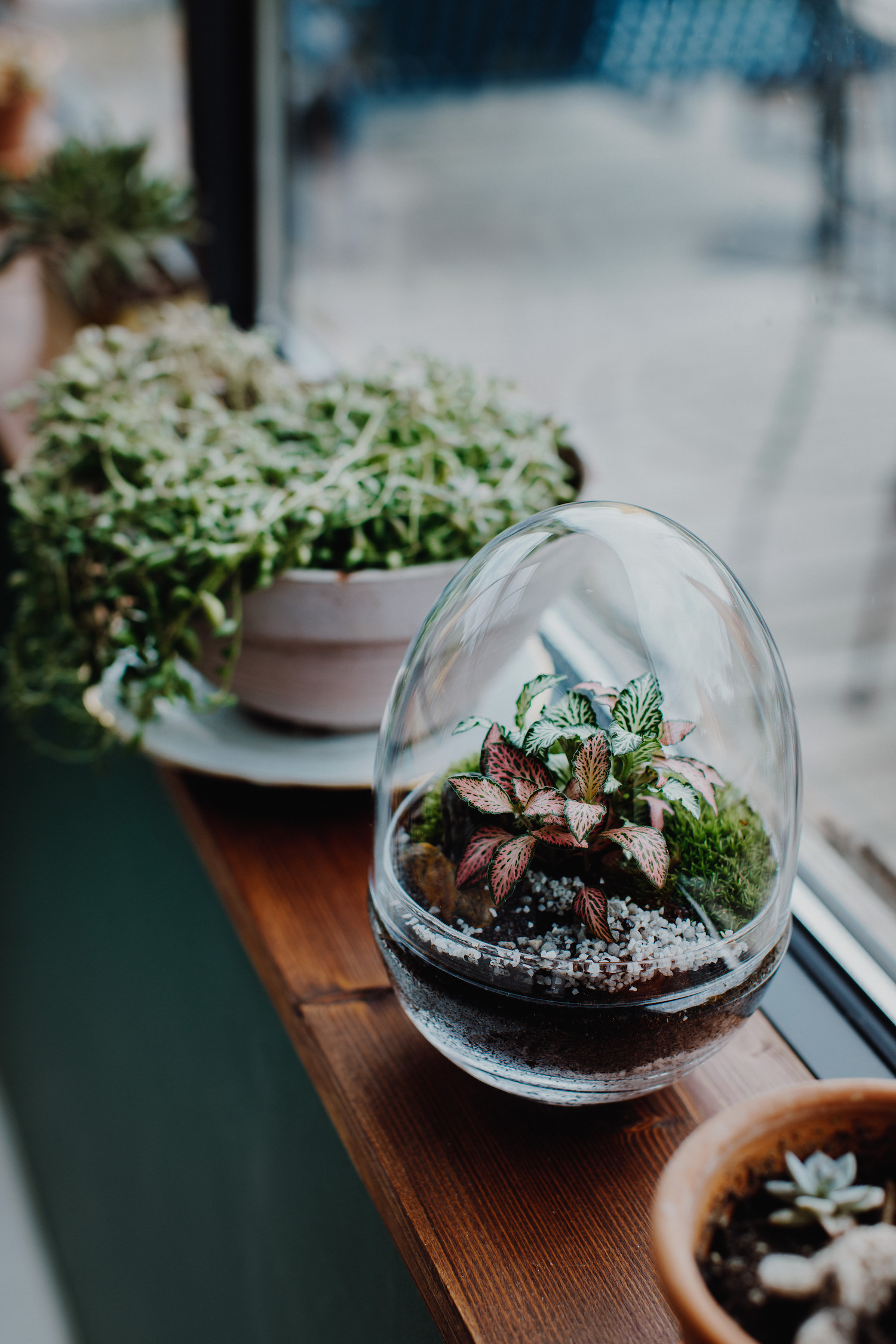 Terrarium - modèle Dome - Small