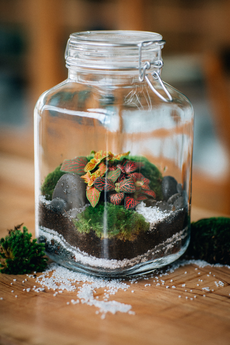 Terrarium - modèle Organik - Medium
